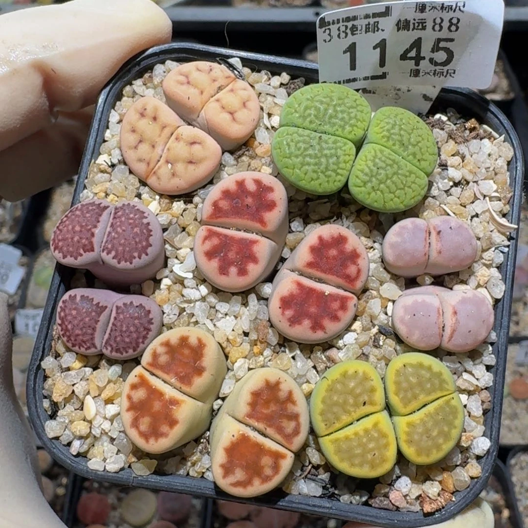 zzzz生石花肉锥1145