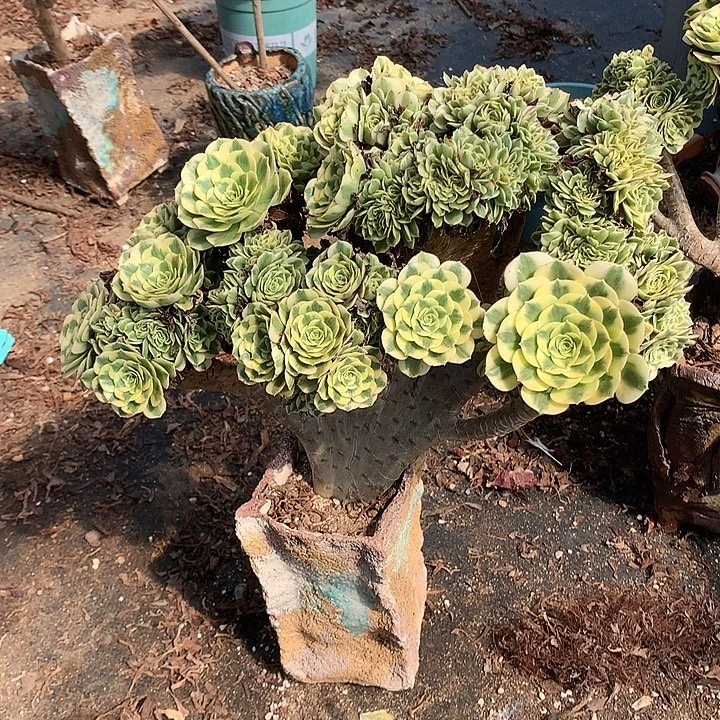 迈巴赫朵朵脱土不带盆