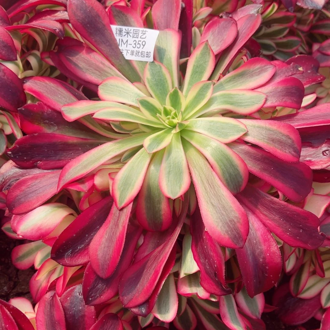 美杜莎多肉植物359