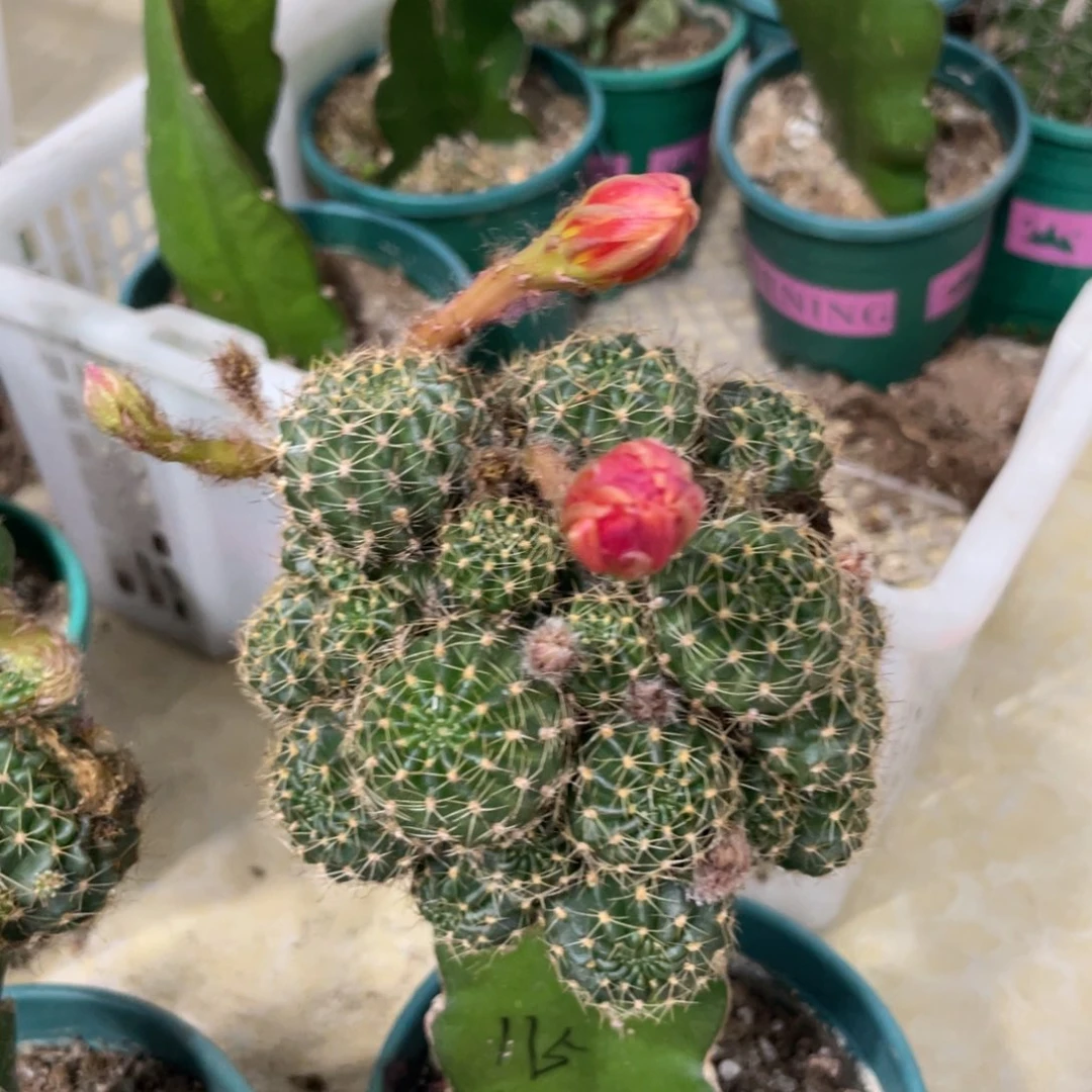 新品丽花L57母本一物一拍115