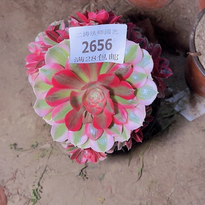 2656粉女巫多肉植物2号