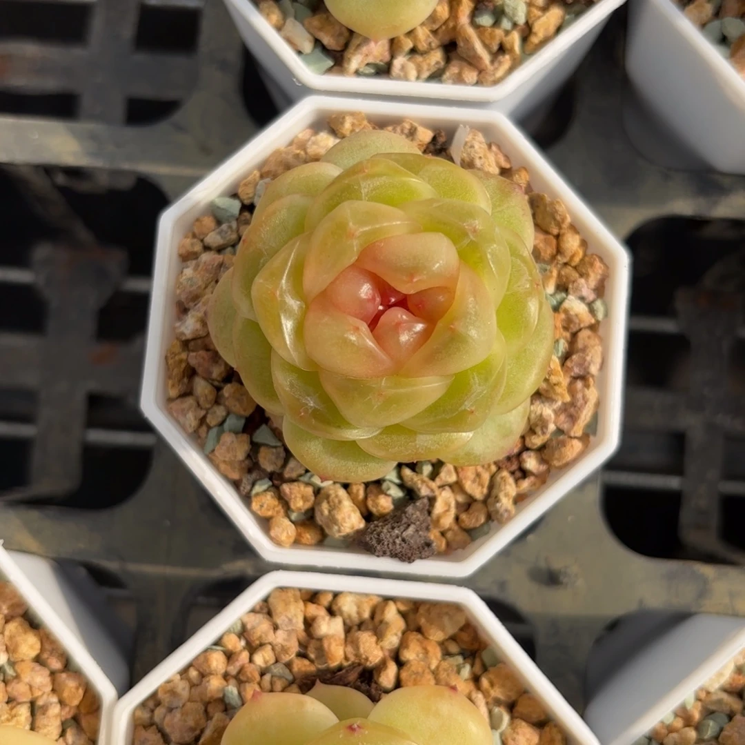 薄糖糖心一物一拍