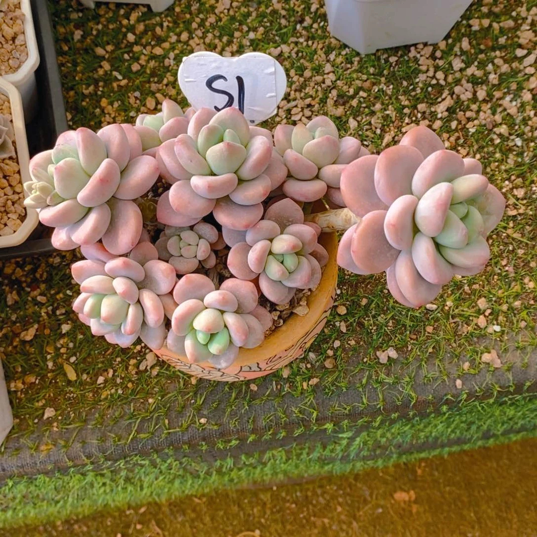 别**果红洛神群多肉植物