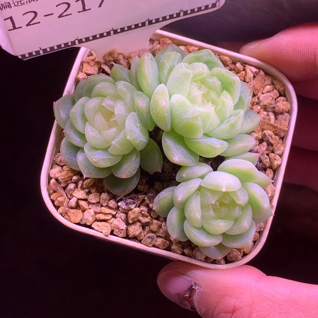 黄心财富密码自然群58包邮