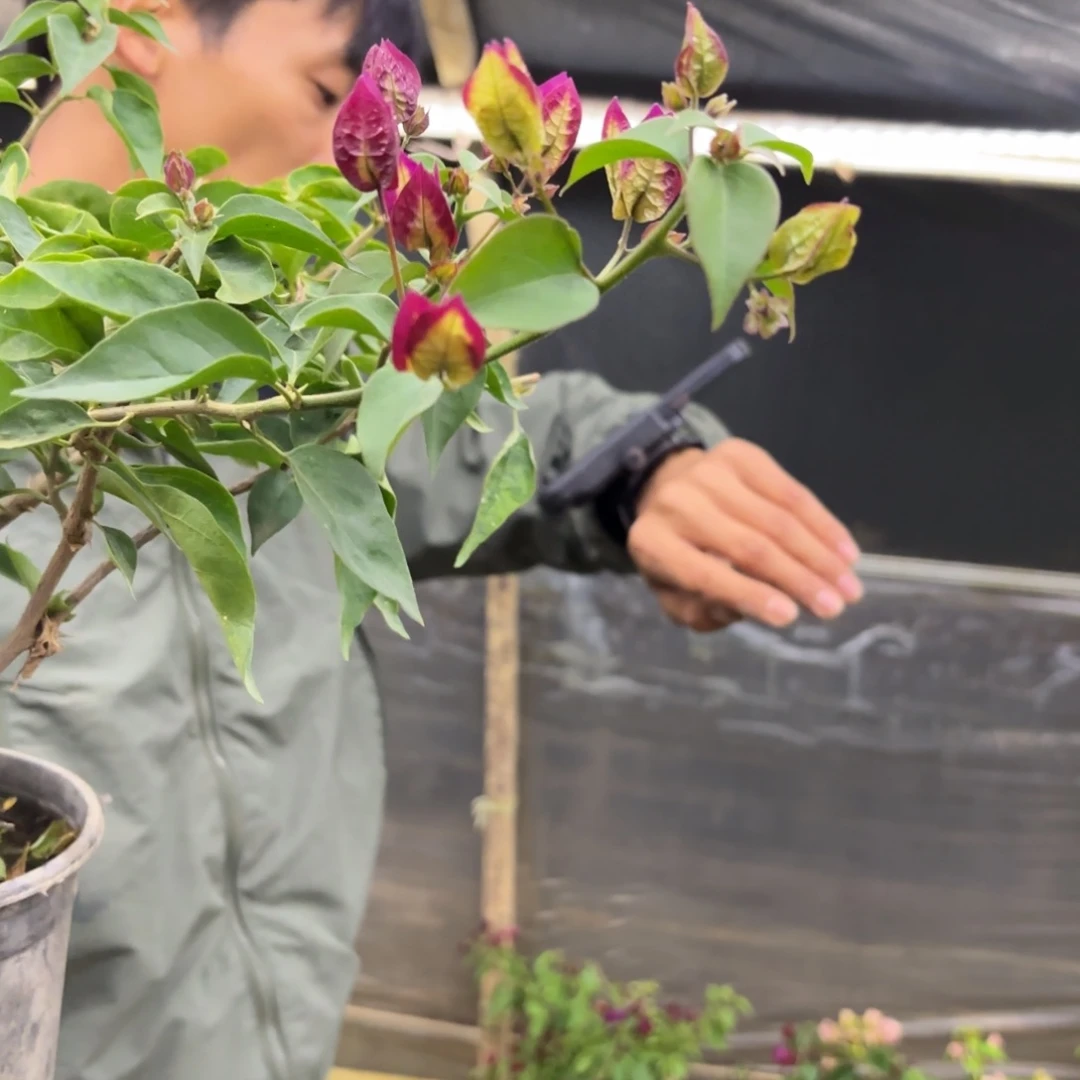 全部花苞（倾城）三角梅会落花落叶会光杆苗有大有小