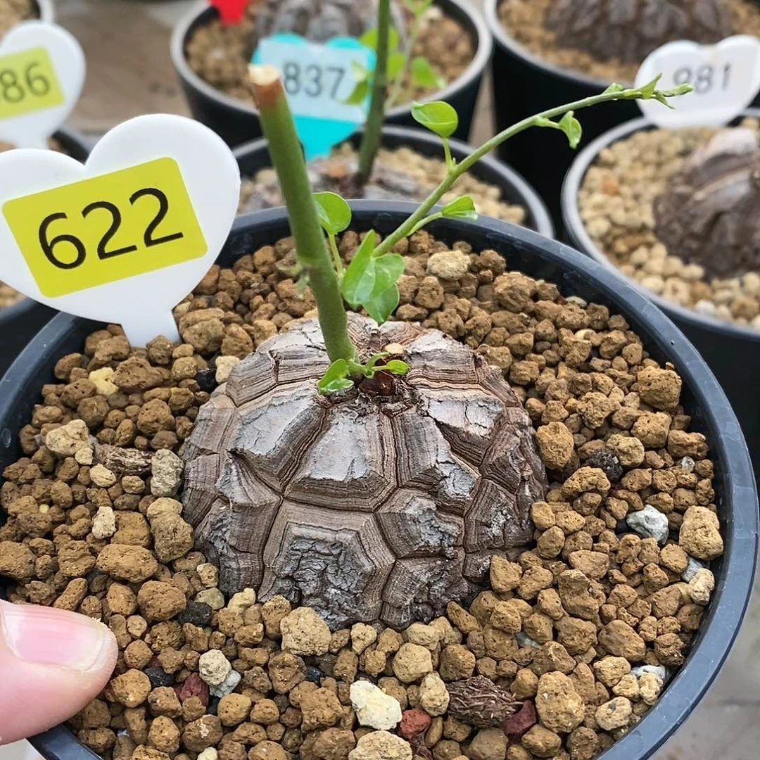 南非龟甲龙龟甲龙