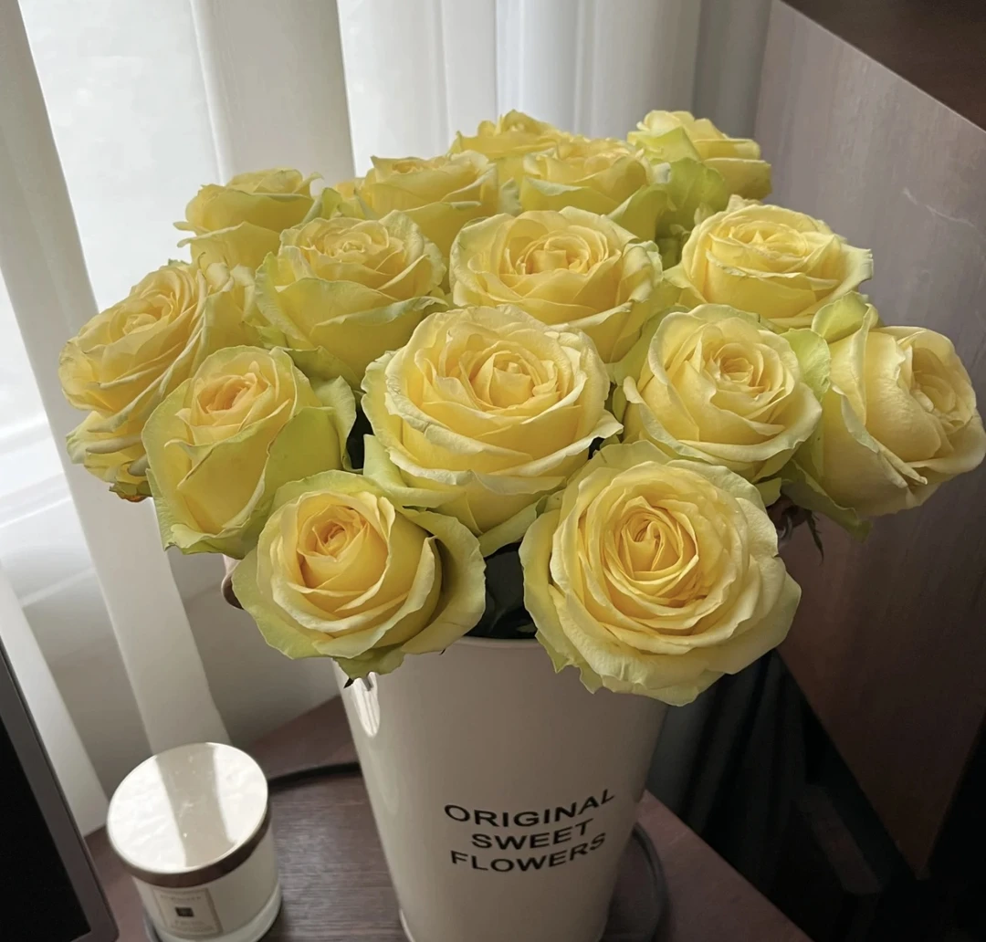 【浪漫沙滩】大花玫瑰月季花苗阳台庭院盆栽四季开花耐寒耐热