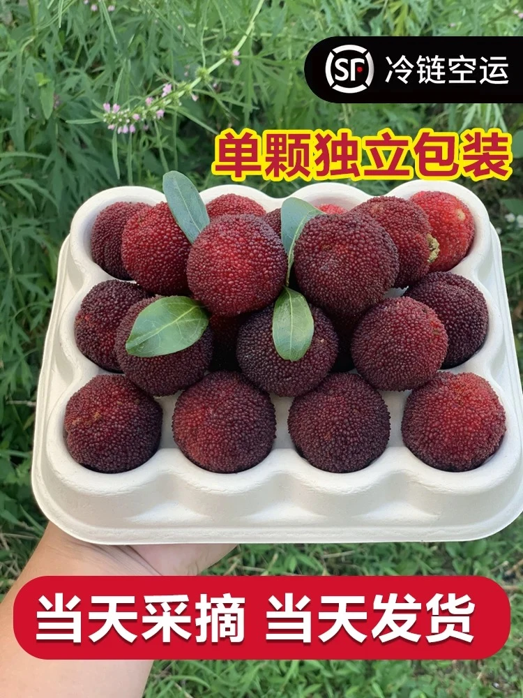 正宗仙居东魁杨梅当季新鲜水果现摘现发礼盒装