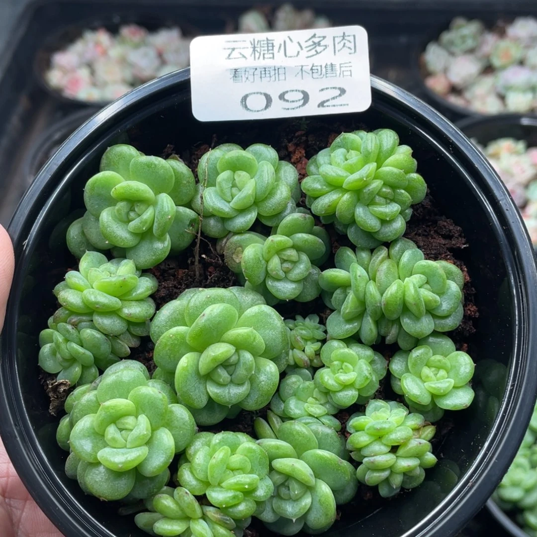 云糖心多肉植物92