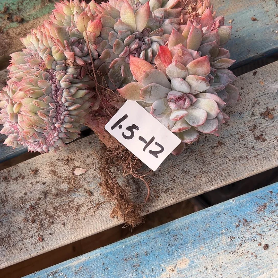 ****夏1.5-12冰魄缀多肉植物