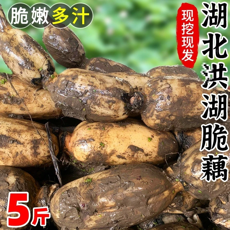 洪湖莲藕5斤脆藕蔬菜煲汤藕粉糯米正宗湖北洪湖莲藕洪湖新鲜粉藕