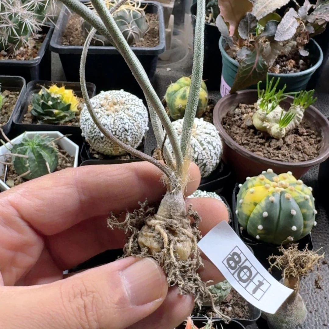 801美杜莎脱土发货