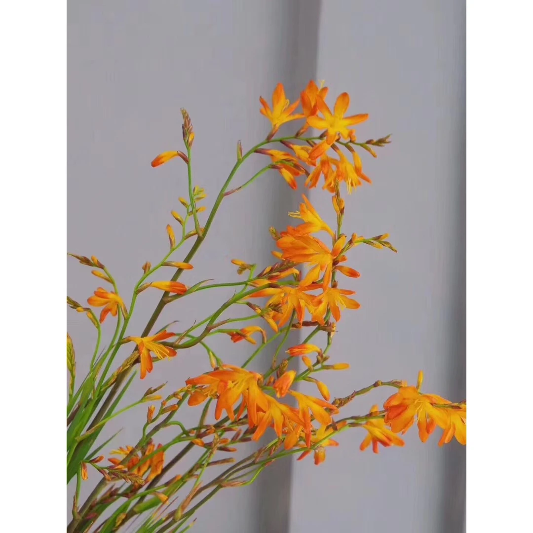 火焰兰    鲜切花   一手货源   摆地摊   云南  基 地