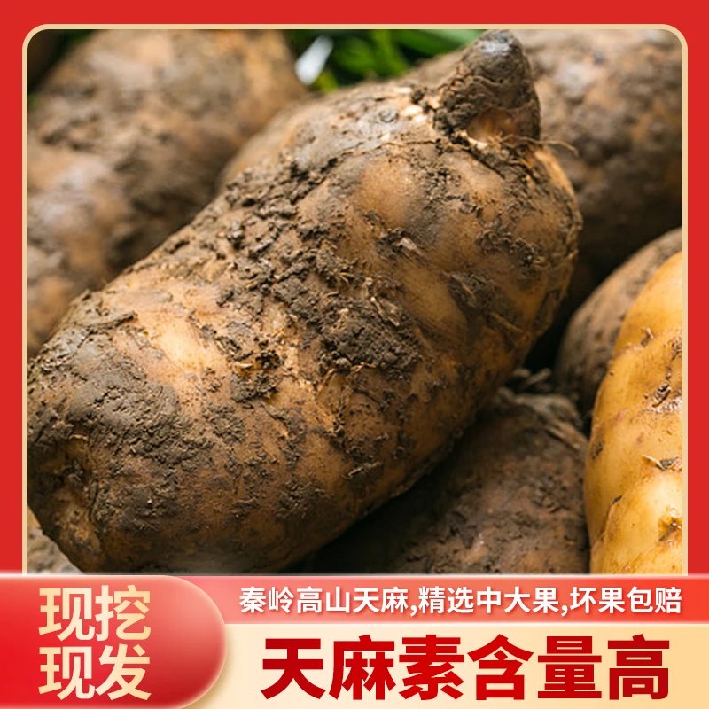 2025新货秦岭鲜天麻现挖现发陕西汉中特产仿野生种植适合煲汤泡酒