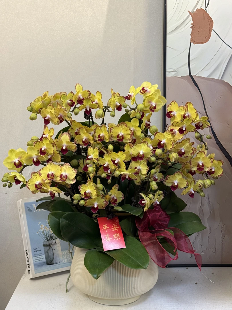 蝴蝶兰【香水黄金】真花 秋冬耐寒花卉 四季开花 多样性发货