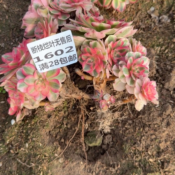 1602三个荔枝母本无售后c