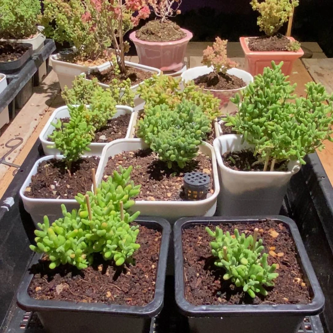 枝干番杏多肉植物576