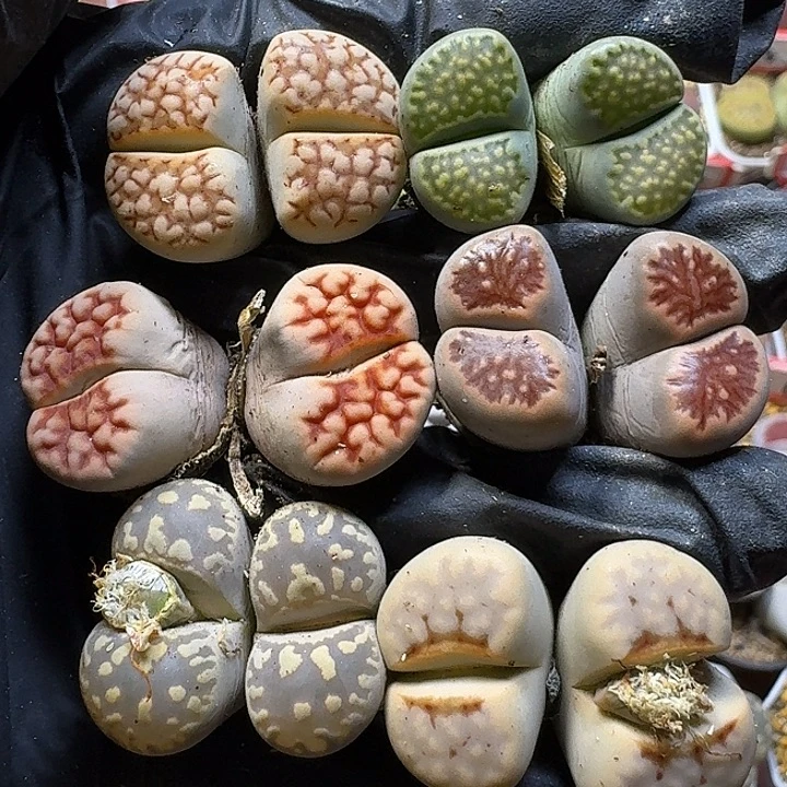 生石花1111222。   150