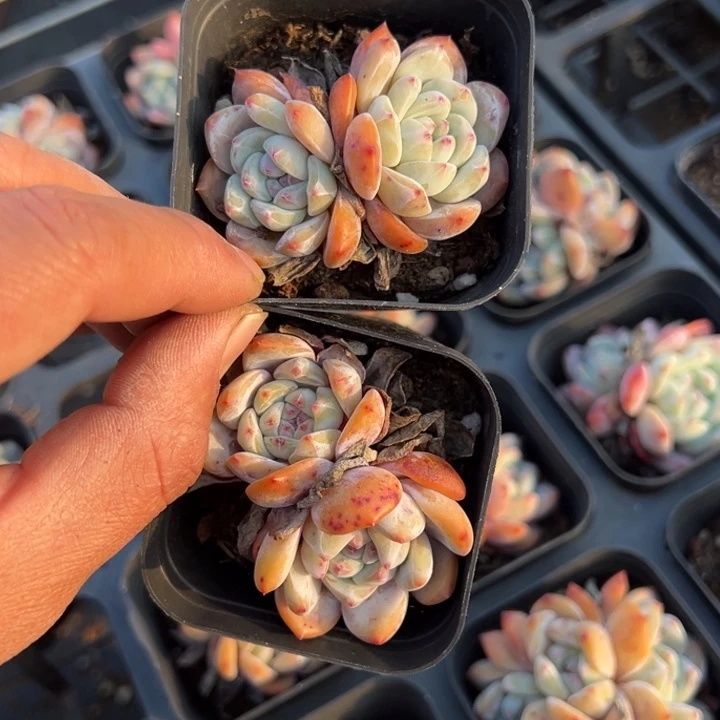 星影双头一颗量拍多肉满20包邮初7发