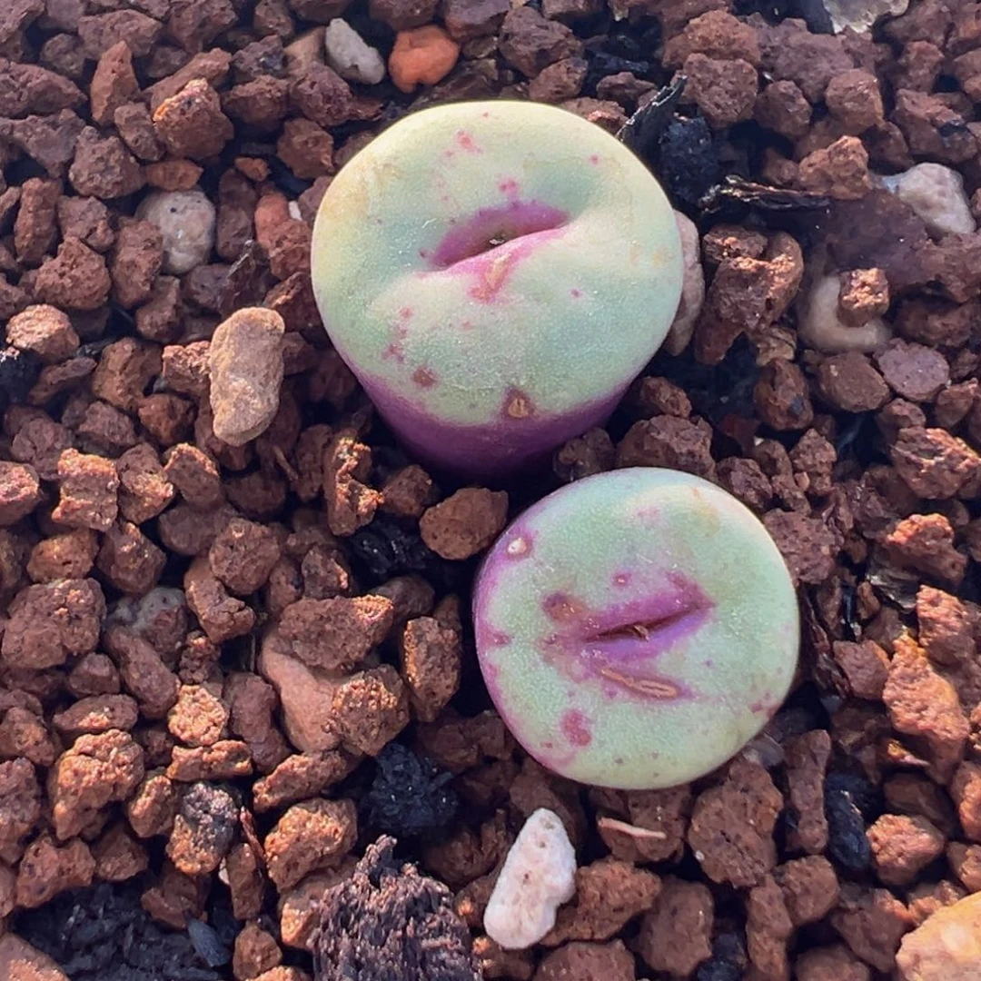 722多肉植物盆栽植物