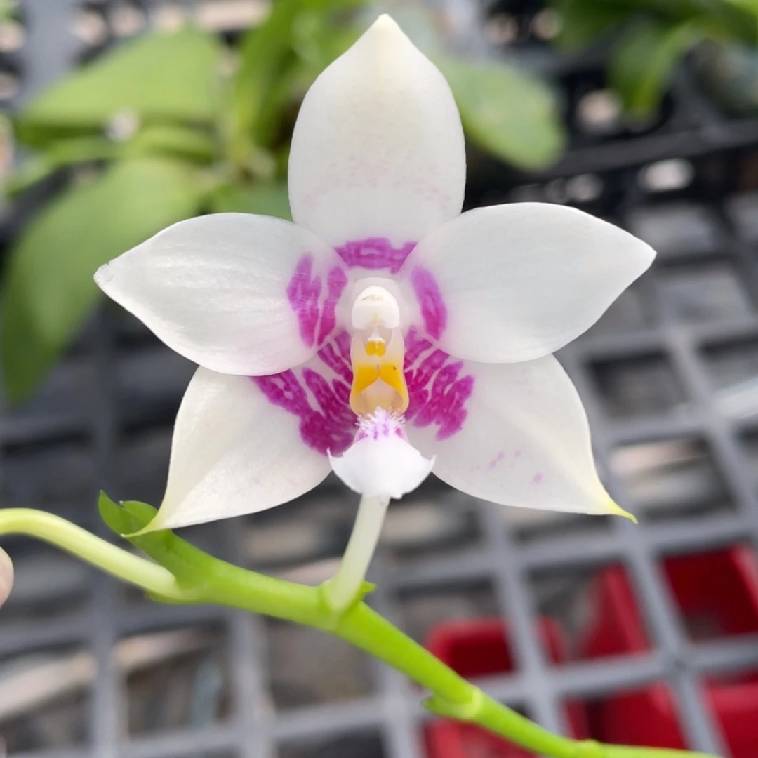 当前无花栽培后可以开花