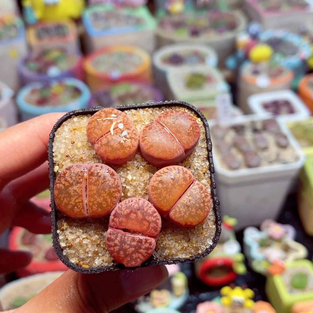 851. 678867867778886777