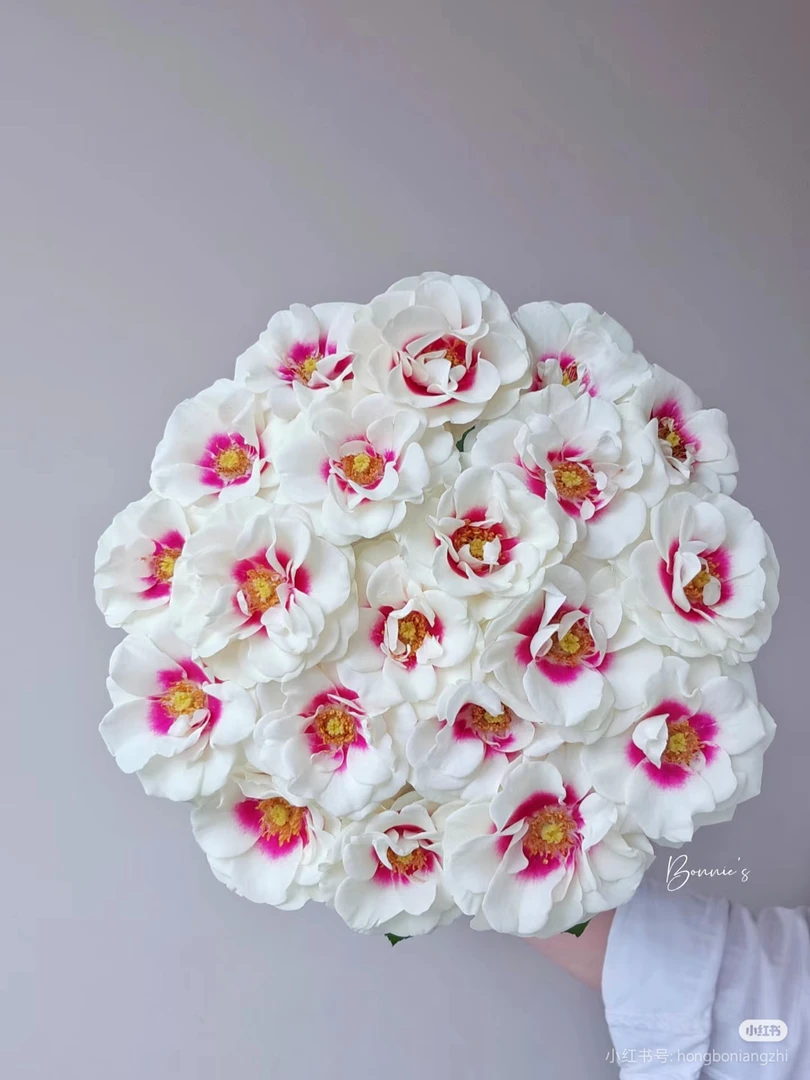 桥边之约单头 两单包邮一单或低温不拍保温冻坏不售后