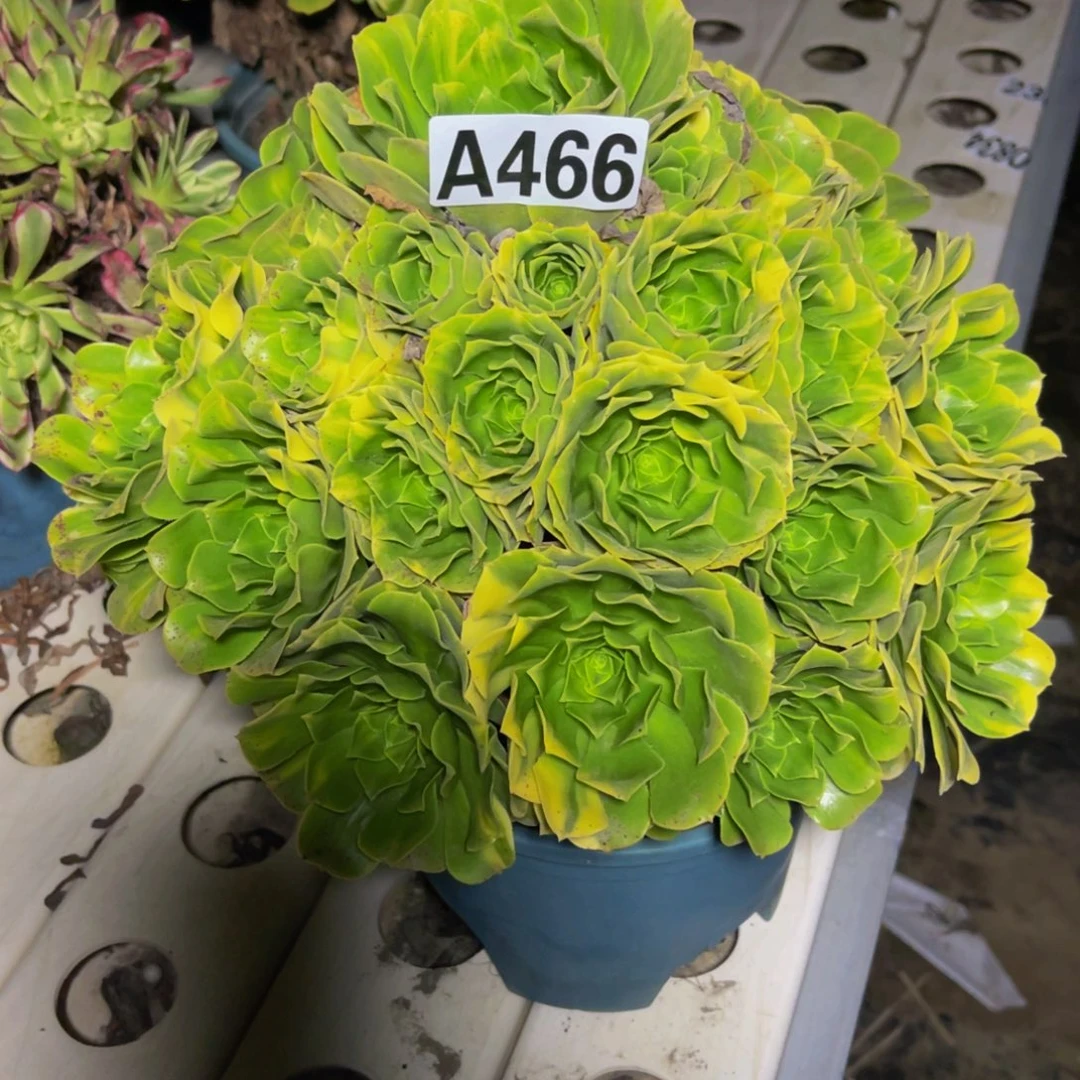 五色琉璃7////40包邮