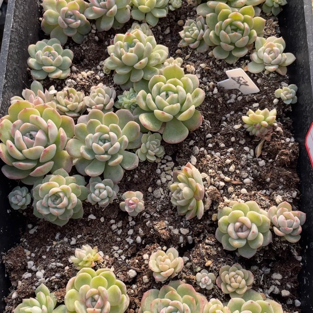 63 欧泊播种一筐特价，不包保温不包售后