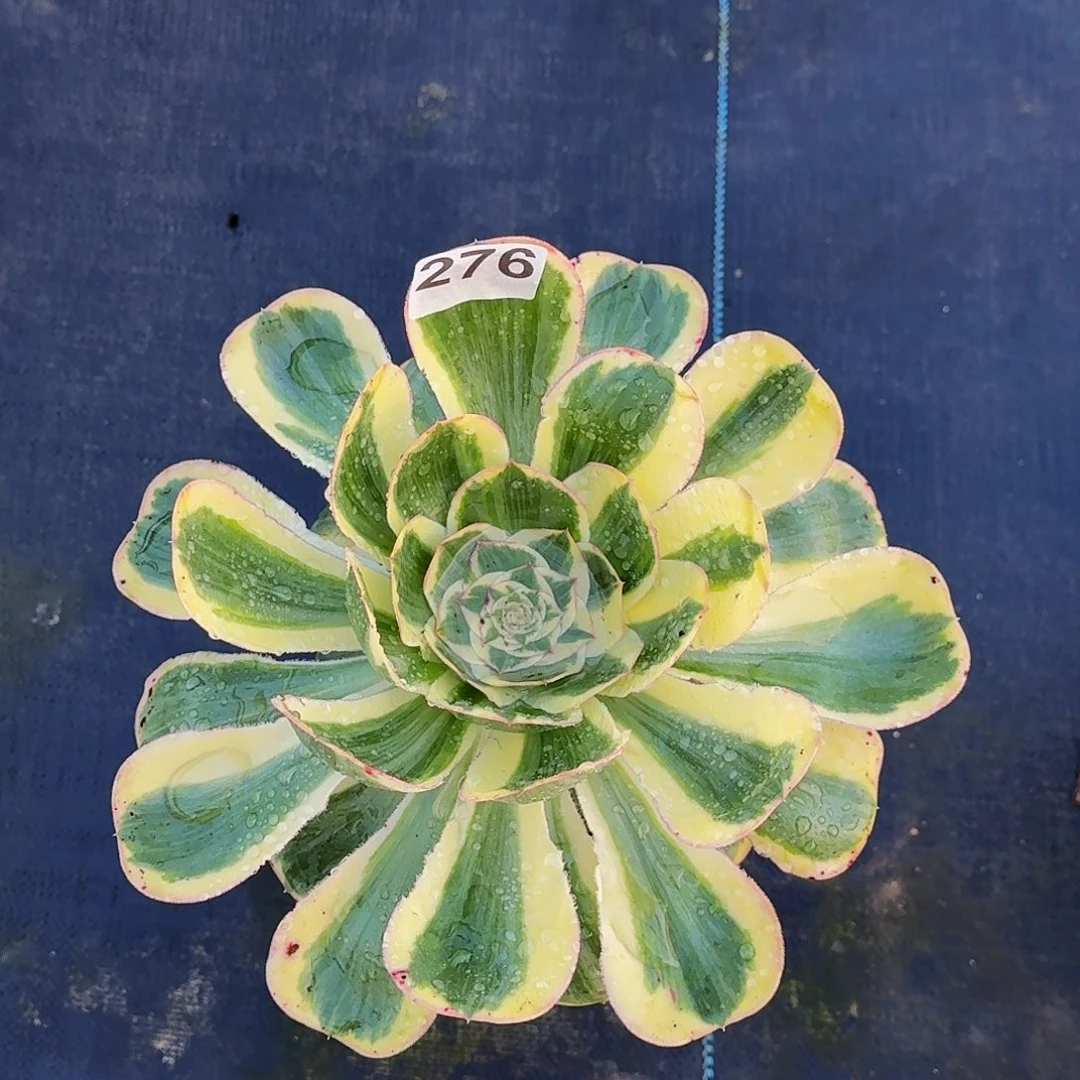 276燕姿高度35公分