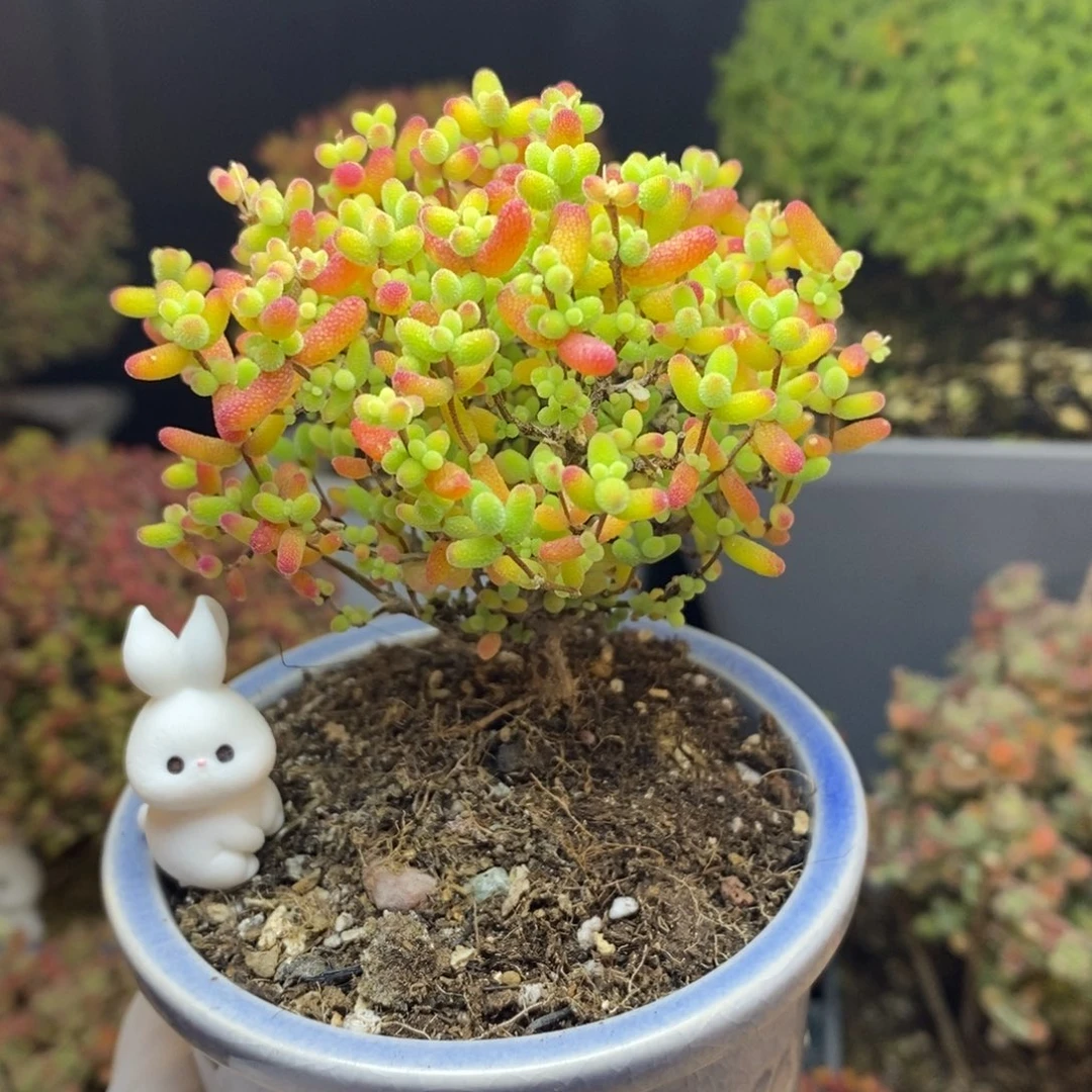 无花朵60号蜜橘糖球（带盆）