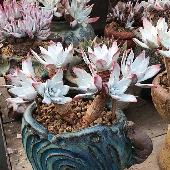 韩货刘丹仙女棒仙女棒