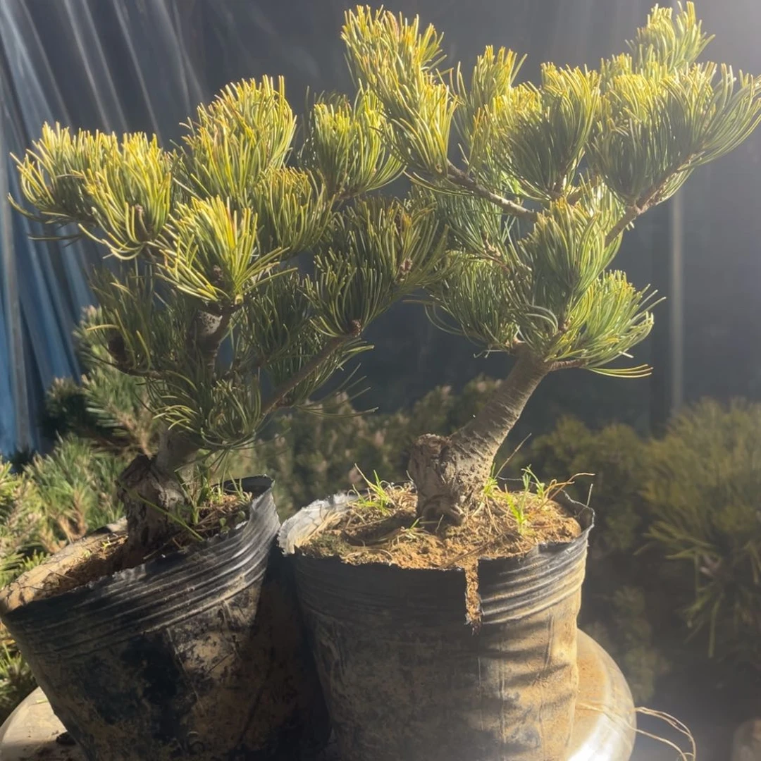 飞*江宫岛大阪两个80链接