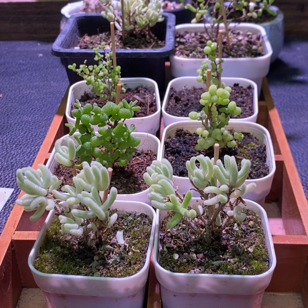 枝干番杏框拍福利S291