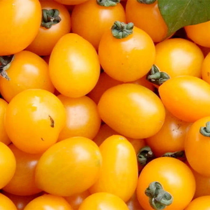 【2斤散装】黄色芒果千禧火柿子爆汁脆甜一份净重2斤只发天津