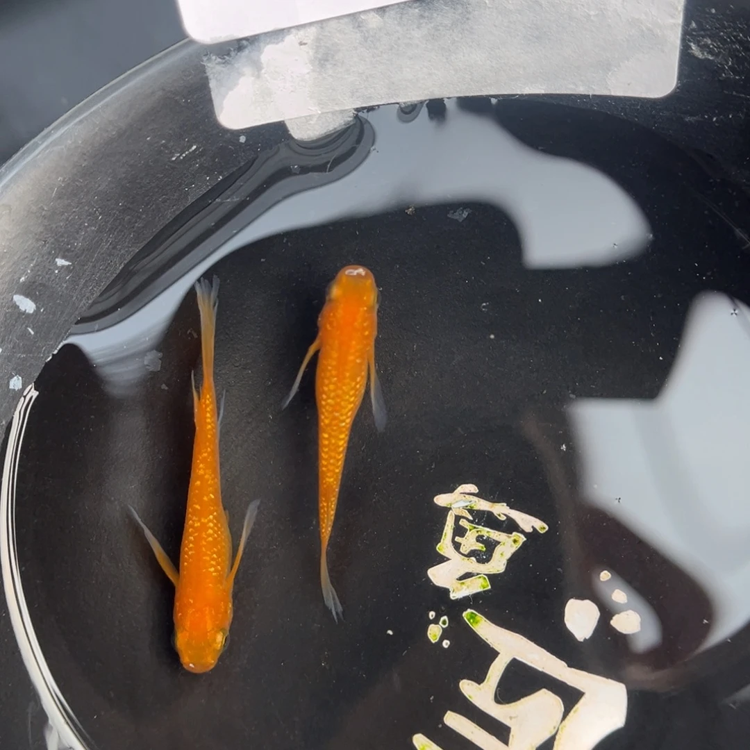 青鳉鱼262松井红华一对