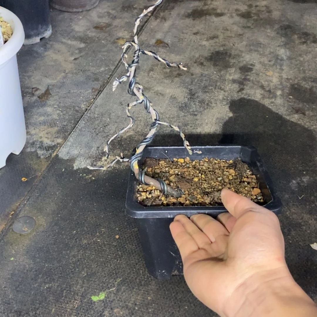 梦美月老鸦柿原生一棵