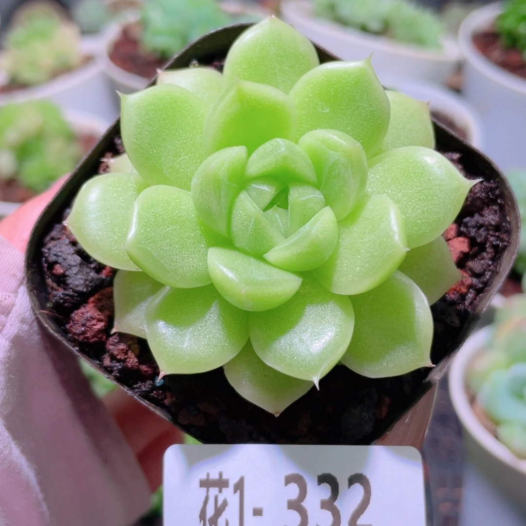 花利美 1-332麦秆