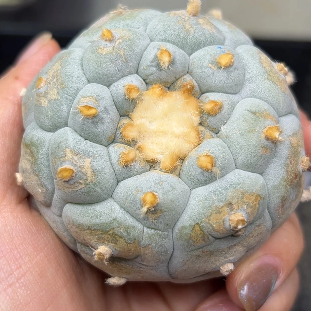 621 有根 仙人球的世界