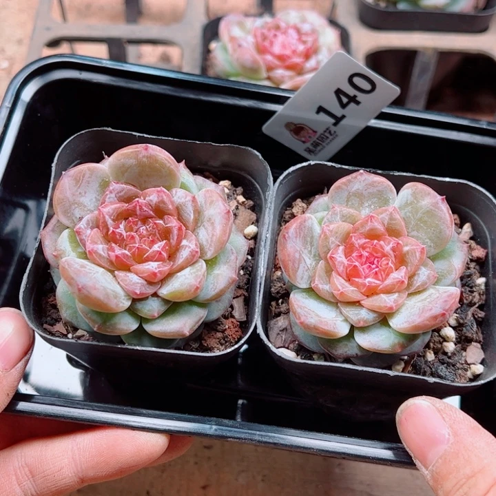 我***名多肉植物多肉植物