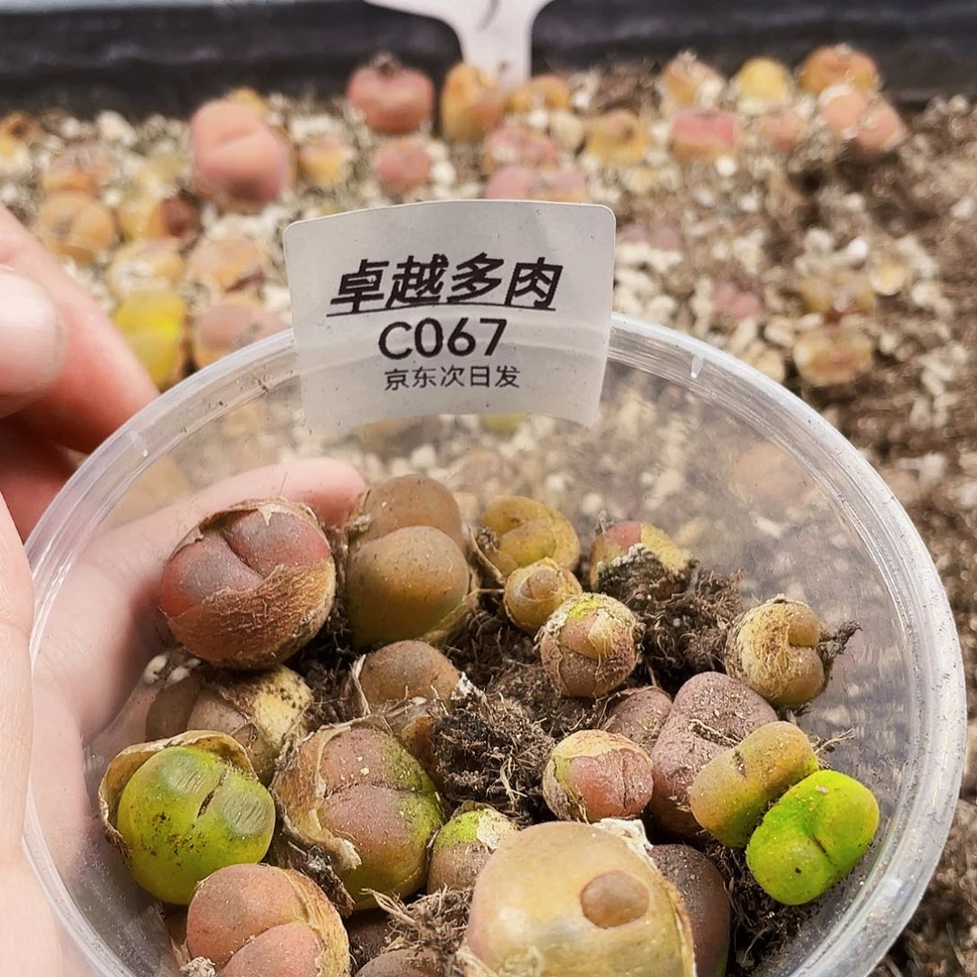 玉****一物一拍水蜜桃C067