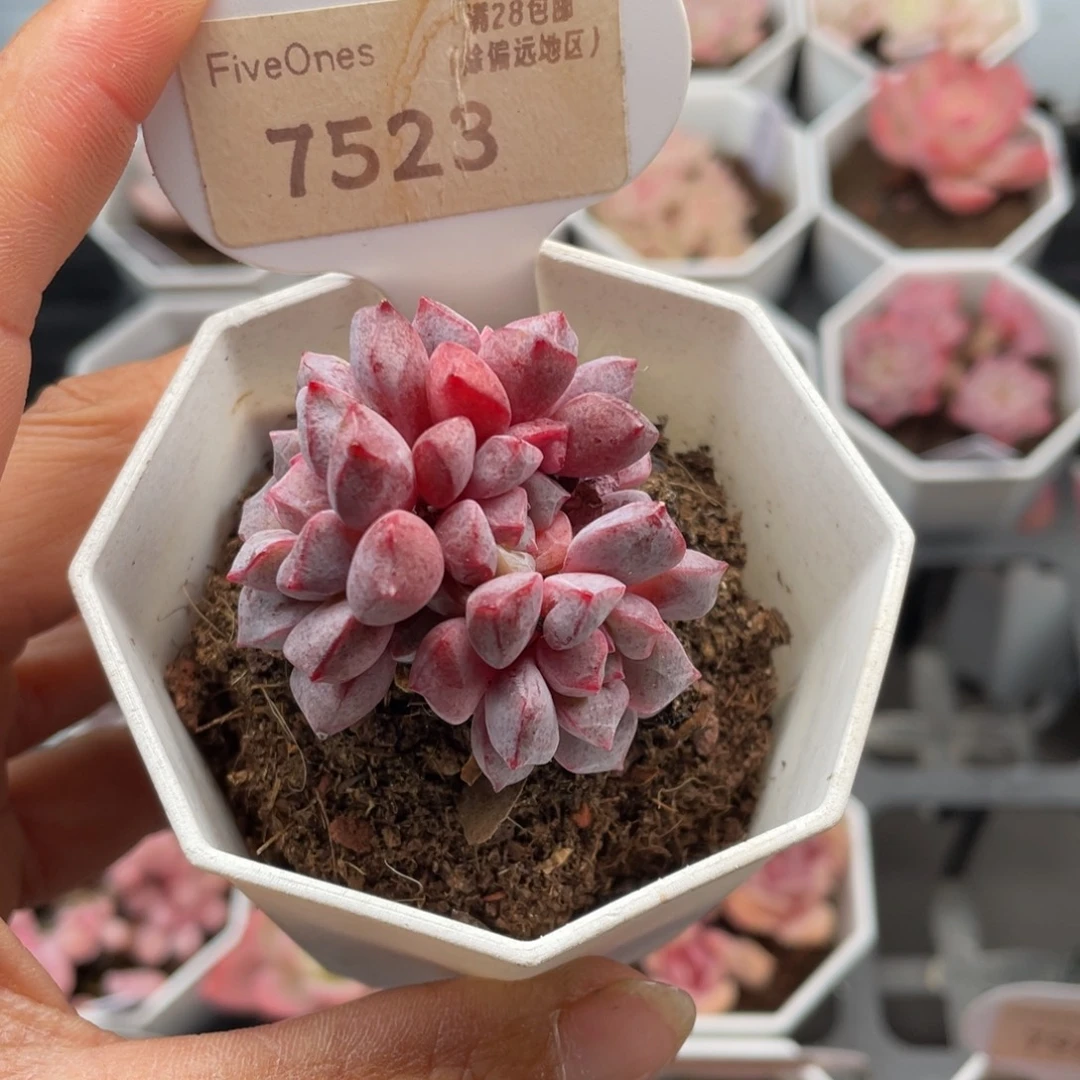 蓝宝石7523-4.0厘米