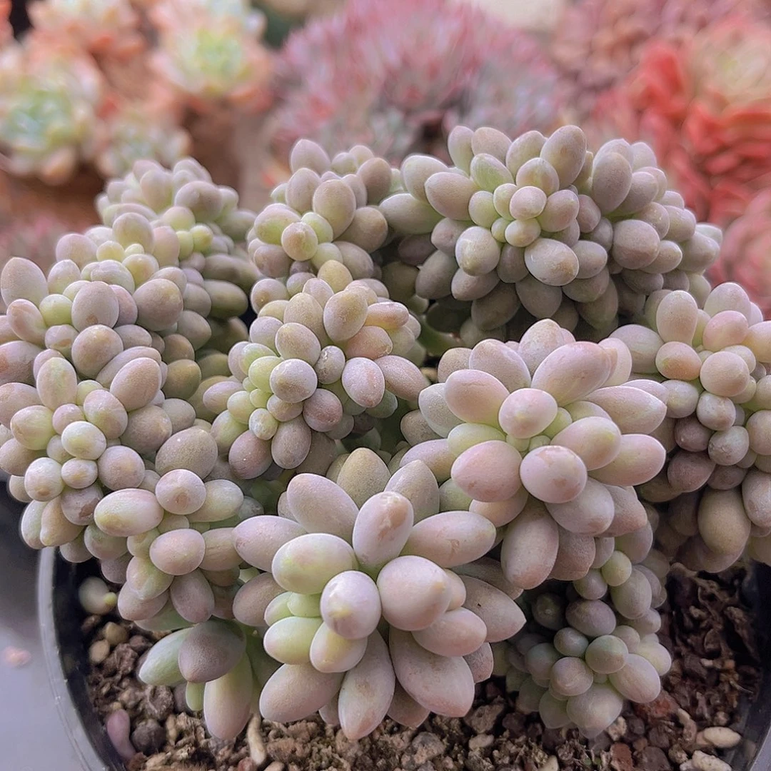 9097汤圆缀多肉植物