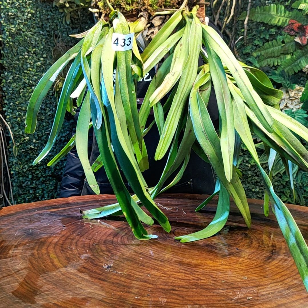 【闪购商品】西**品433组合花