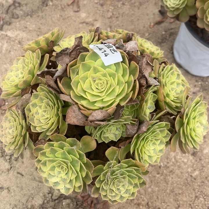 雨荷大手捧414多肉植物