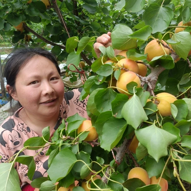 现摘大黄杏酸甜可口肉厚多汁新鲜当季水果凯特杏子