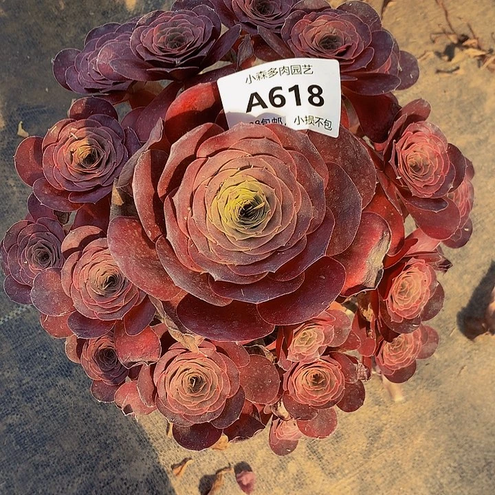 莫*618魅金不包生死