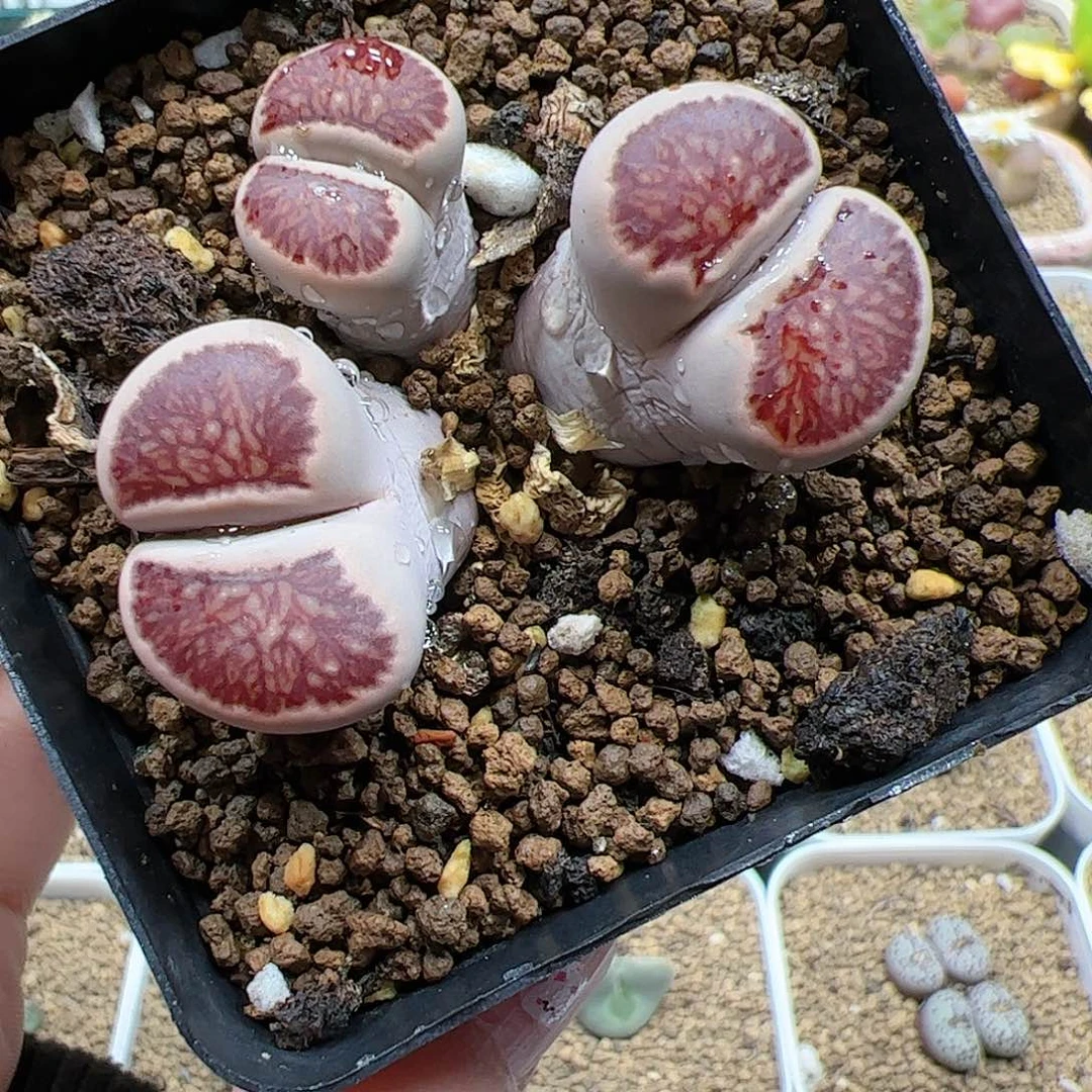 【闪购商品】258 红窗菊