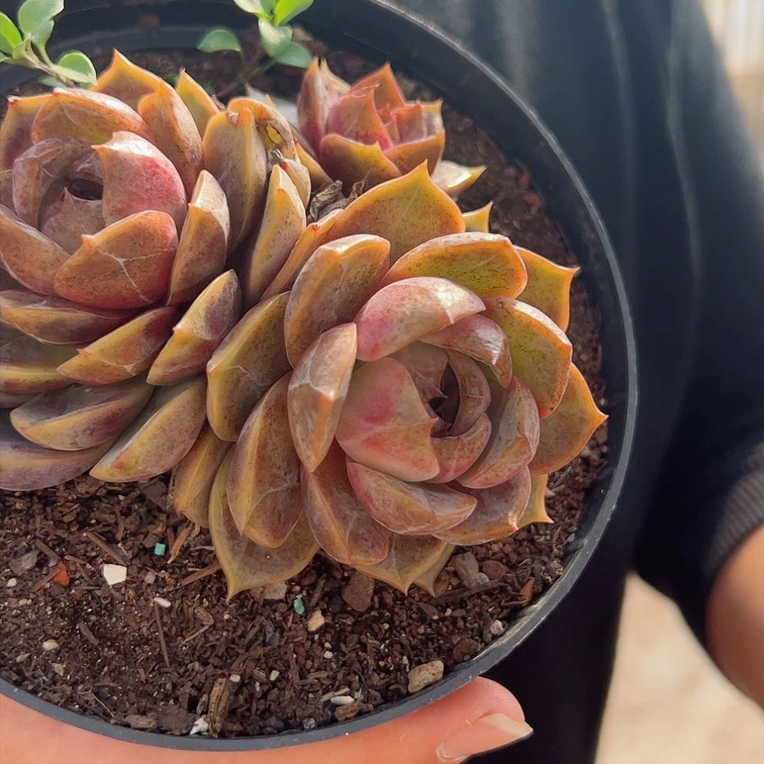 巧克力慕斯三头起多肉