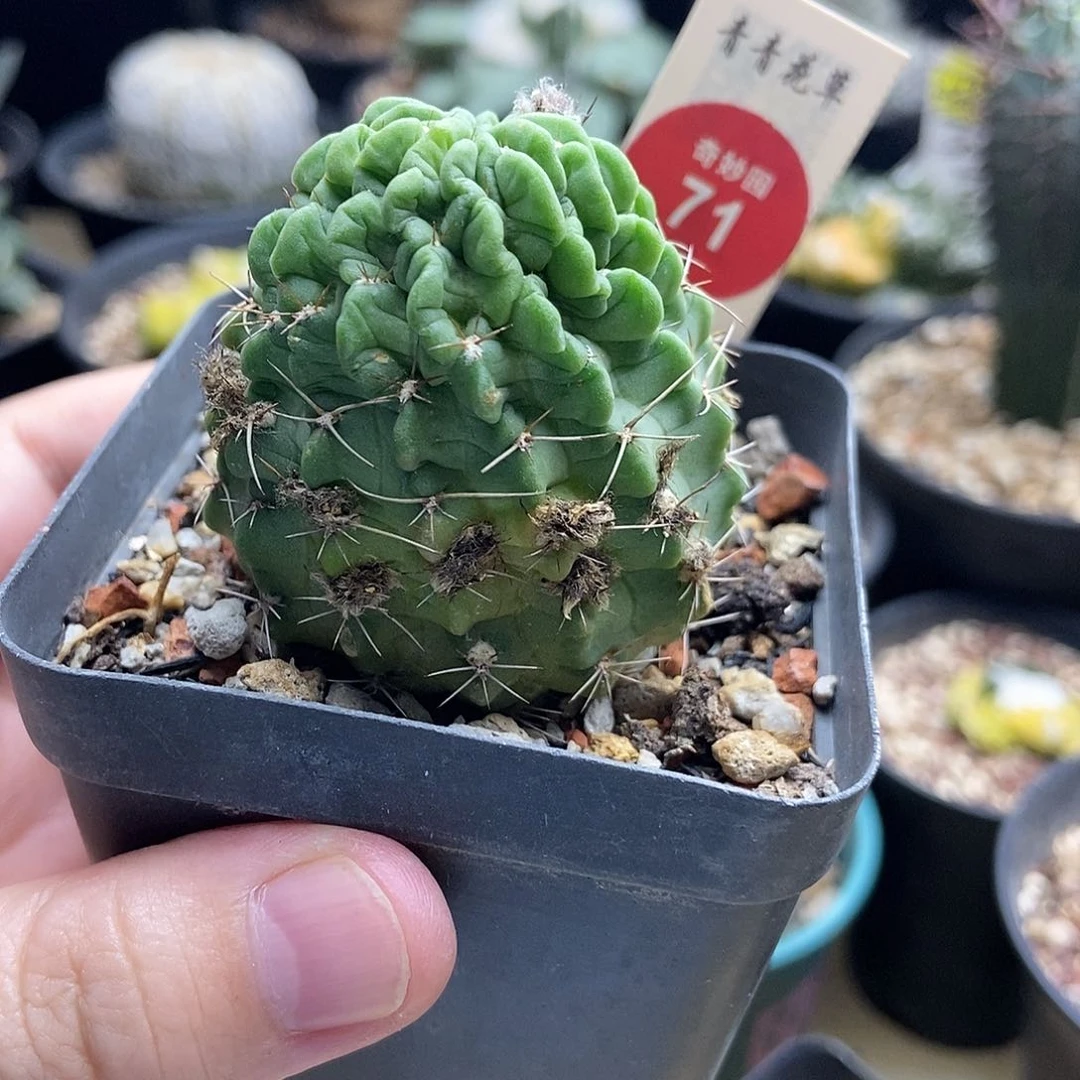 实生狂风丸一颗仙人球